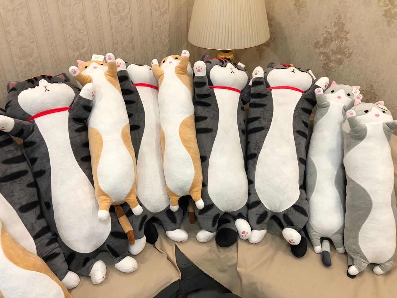  عکس غیر ژورنالی گربه ناز بغلی پوکر فیس لوسیفر 