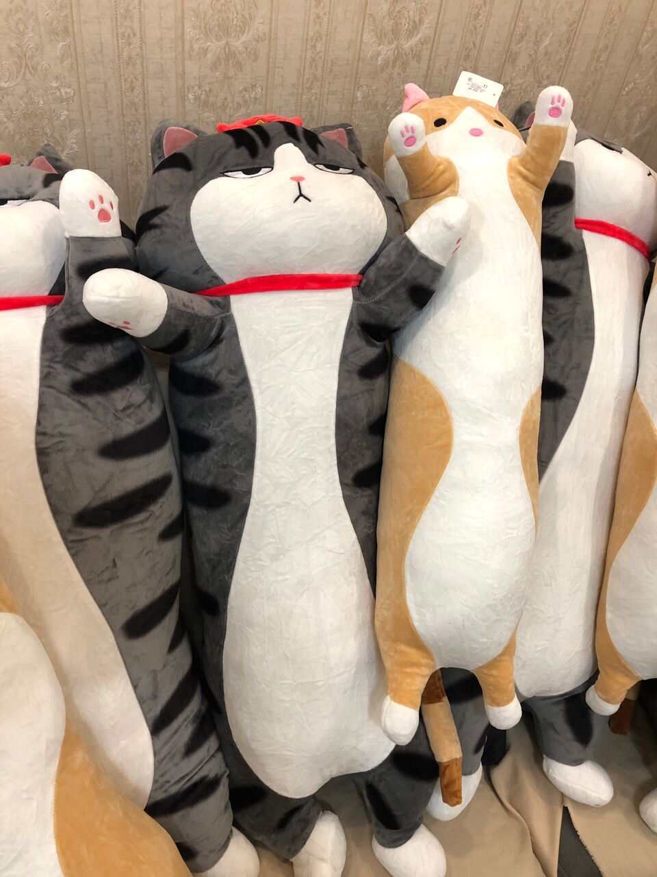  عکس غیر ژورنالی بچه گربه پنجه صورتی 