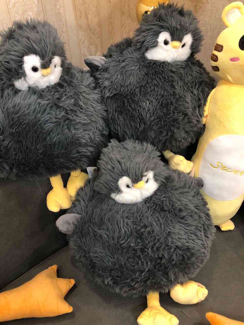  عکس غیر ژورنالی پنگوئن پرنده کبوتر 